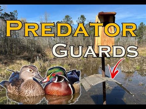 metal duck box|predator guard for wood duck box.